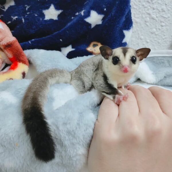 Sugar glider - Angel Sugar Gliders For Adoption