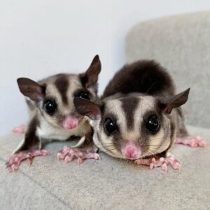 Gidget & Joey (Very Bonded)