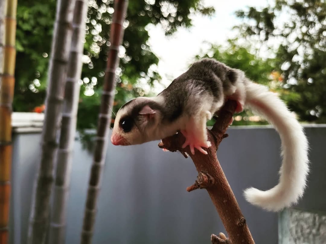 7545475475475 - Angel Sugar Gliders For Adoption