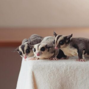 Lambo, Salt & Pepper - Must go together