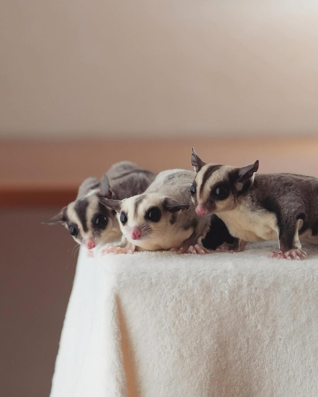sugar gliders - Angel Sugar Gliders For Adoption