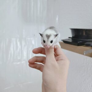 sugar gliders - Angel Sugar Gliders For Adoption