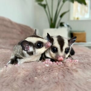 sugar gliders - Angel Sugar Gliders For Adoption