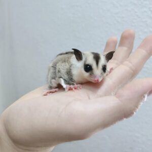 sugar gliders - Angel Sugar Gliders For Adoption
