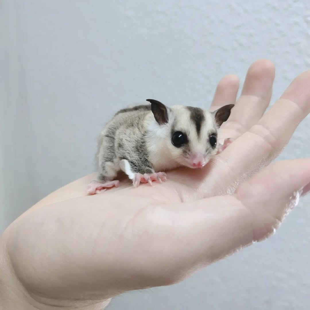 sugar gliders - Angel Sugar Gliders For Adoption