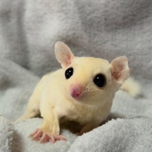 - Angel Sugar Gliders For Adoption