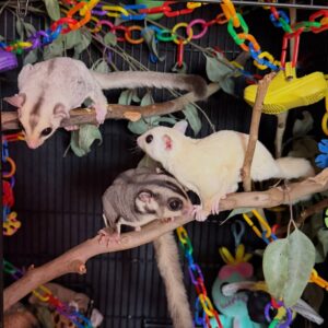- Angel Sugar Gliders For Adoption