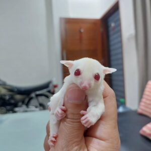 Albino sugar gliders - Angel Sugar Gliders For Adoption