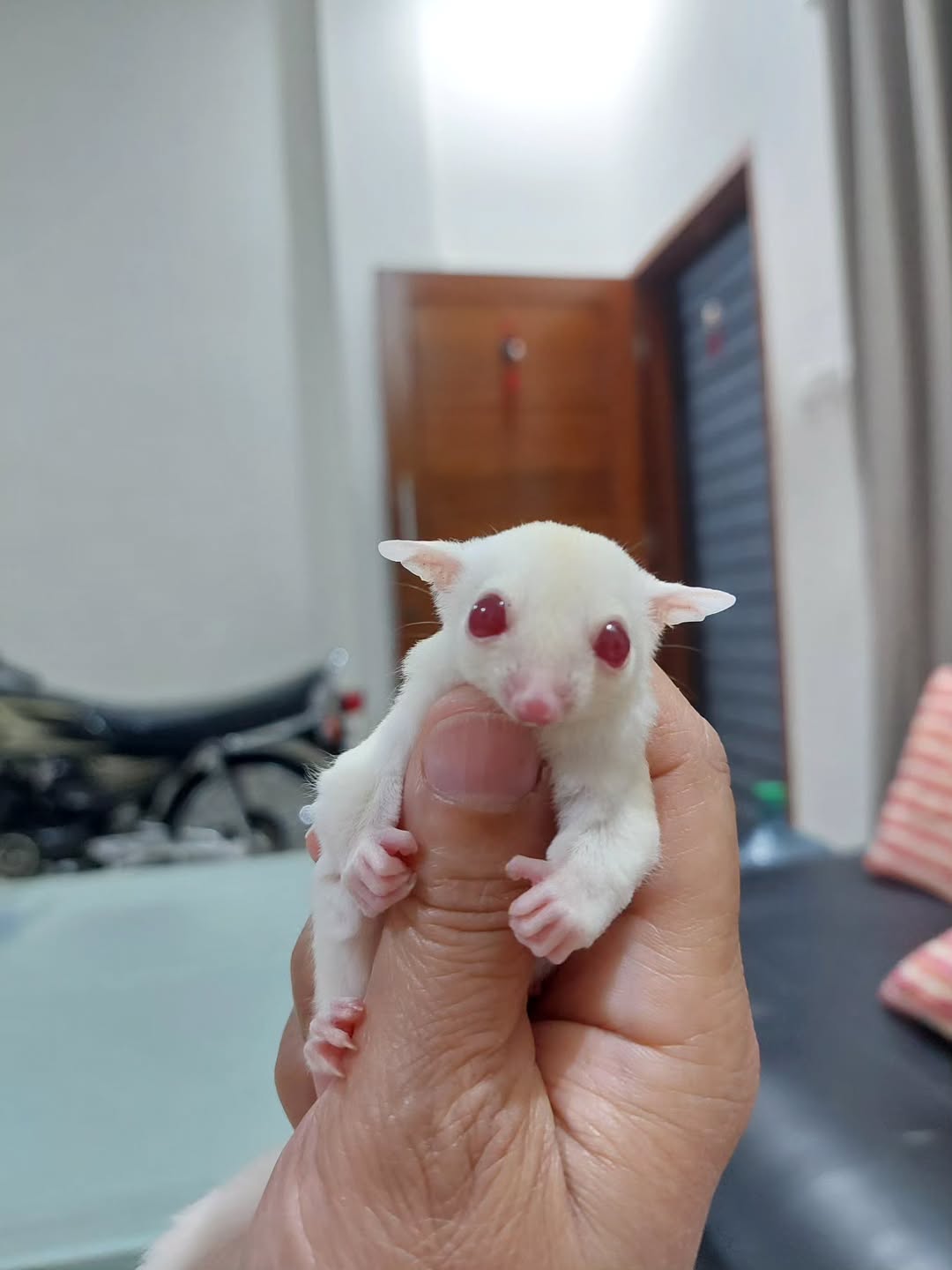 Albino sugar gliders - Angel Sugar Gliders For Adoption