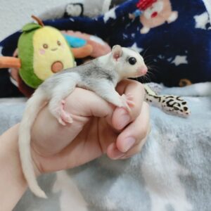 Gliders for sale - Angel Sugar Gliders For Adoption