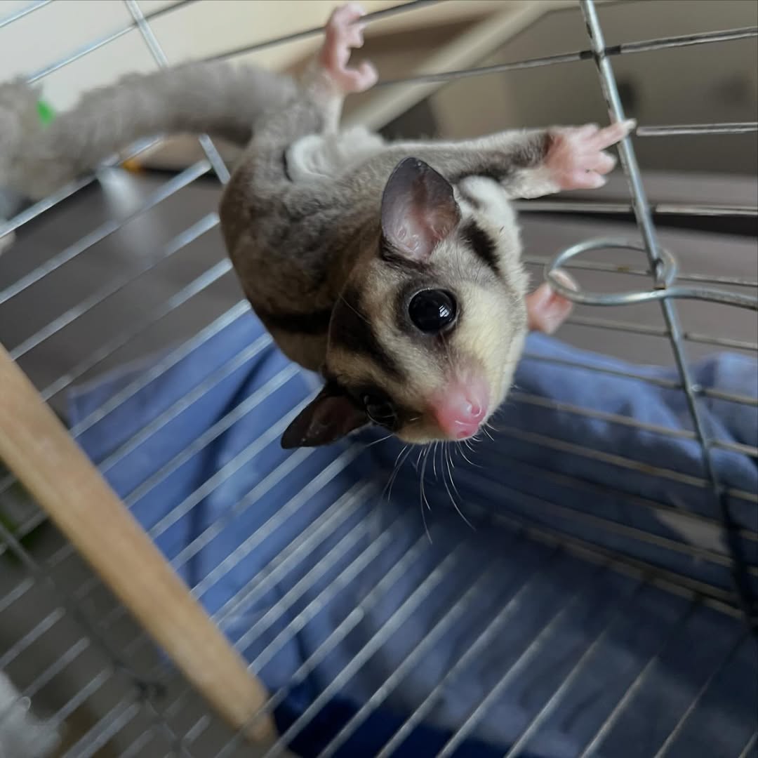 - Angel Sugar Gliders For Adoption