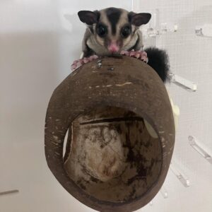 - Angel Sugar Gliders For Adoption