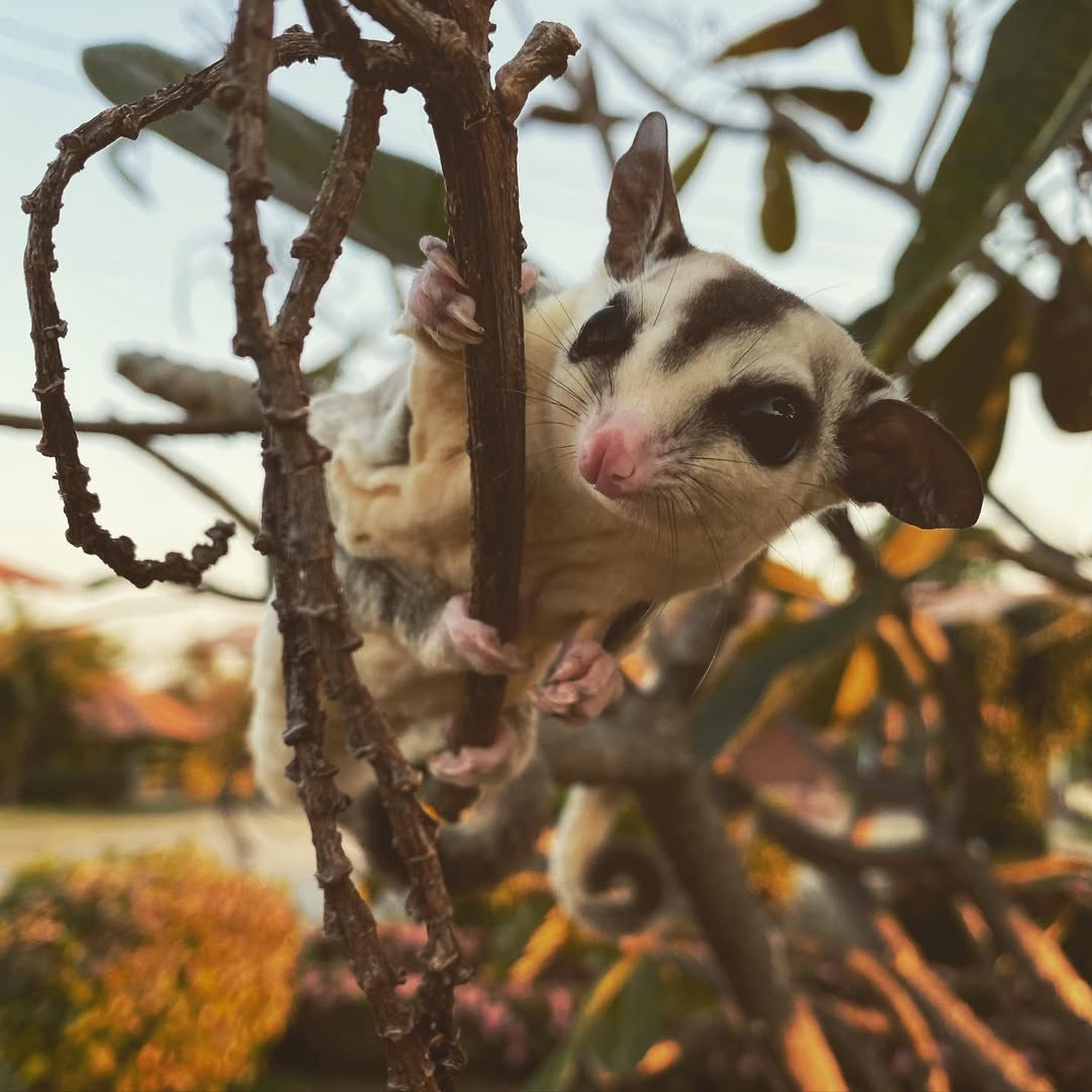 34434334 - Angel Sugar Gliders For Adoption Sugar glider clinging to a thin tree branch outdoors, facing the camera with pink nose and big dark eyes.