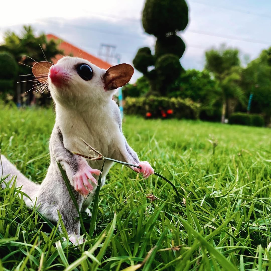 473733 - Angel Sugar Gliders For Adoption Small grey and white sugar glider standing in green grass, holding a twig and looking upward.