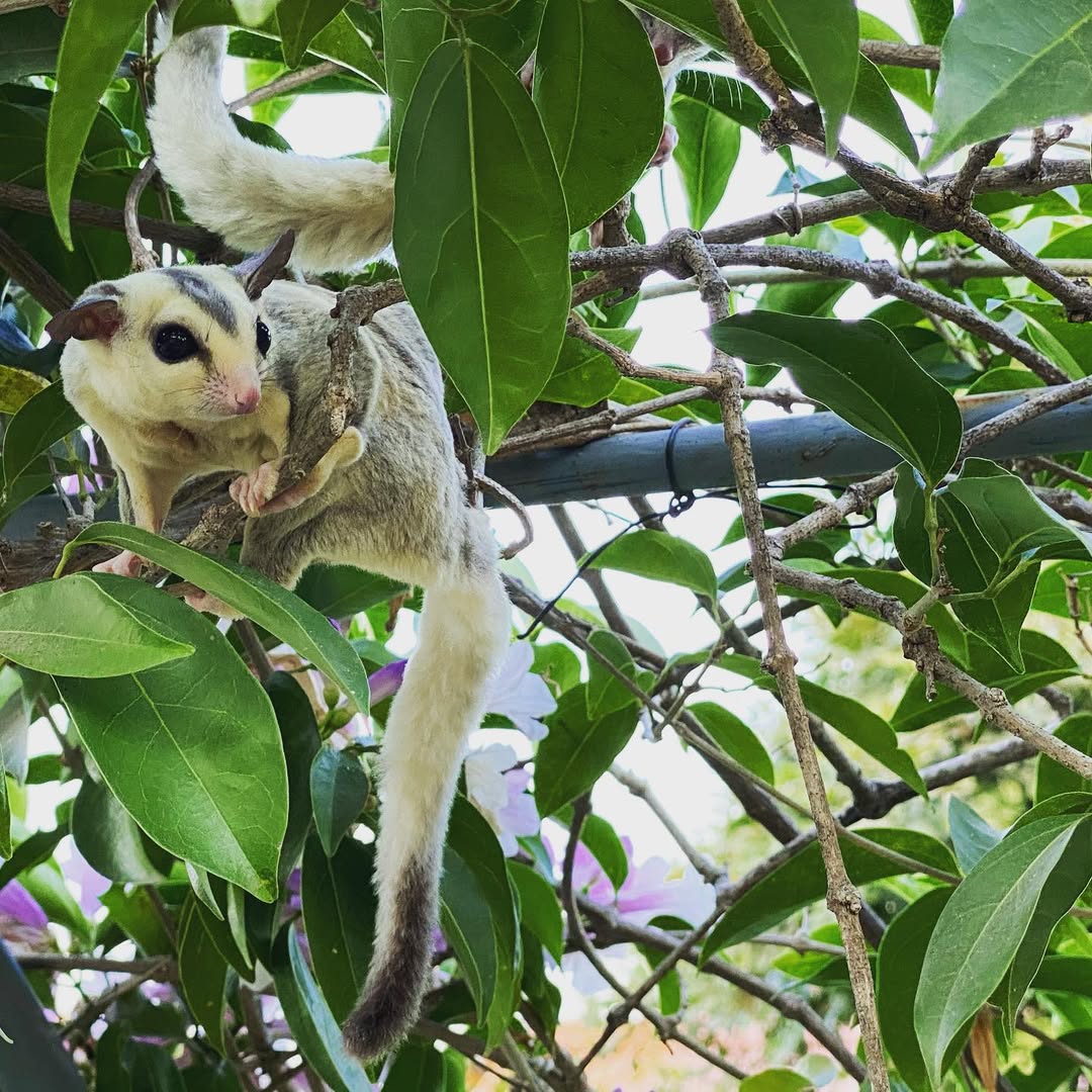 4737347347443 - Angel Sugar Gliders For Adoption Tiny marsupial clinging to a tree branch among green leaves, looking at the camera with large dark eyes