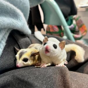 Two sugar gliders snuggled on a dark blanket; one white with pink nose and large black eyes looks up, the other calico-colored rests beside it.