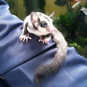 Small sugar glider perched on a dark blue fabric, with large eyes and a long striped tail looking to the side on a person’s shoulder.