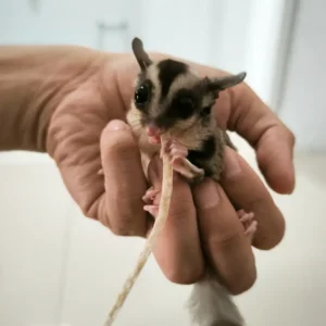 6375474 - Angel Sugar Gliders For Adoption Tiny baby sugar glider being held in a person's hand, biting a string toy.