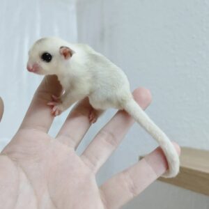 Tiny white mouse perched on a person’s finger, with pink nose and long tail.