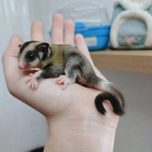 Baby sugar glider held in an open hand, its big dark eyes and tiny pink nose visible, with a curled black tail and soft fur.