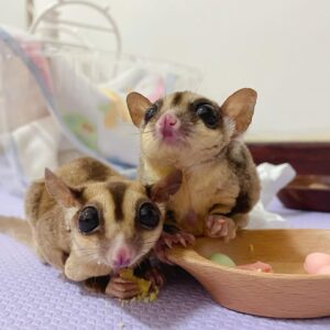 Two sugar gliders sit on a lavender mat, nibbling food beside a wooden dish of pastel candies in a clinic-like setting behind them.