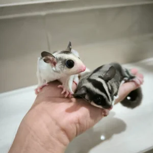 Two tiny sugar gliders perched on a person’s hand, one white with a pink nose and big black eyes, the other gray with stripes looking to the side.