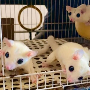 - Angel Sugar Gliders For Adoption Three white mice with pink ears inside a wire cage, two peering over the bar toward the camera.