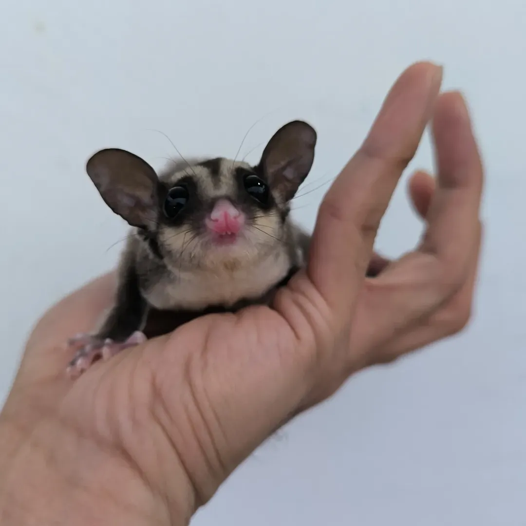 - Angel Sugar Gliders For Adoption Tiny sugar glider held in a cupped hand, facing the camera with large pink-nosed features and big black eyes.