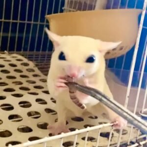 - Angel Sugar Gliders For Adoption White chinchilla in a cage holding and nibbling a striped twig with its front paws, looking at the camera.