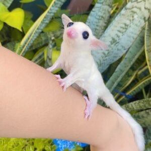 - Angel Sugar Gliders For Adoption Tiny white sugar glider clinging to a forearm outdoors, with large black eyes and pink nose.