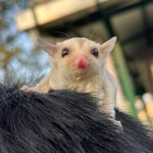 - Angel Sugar Gliders For Adoption