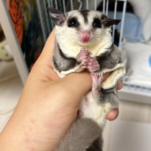 - Angel Sugar Gliders For Adoption Tiny sugar glider joey with a black eye mask and pink nose, being gently held by a hand.