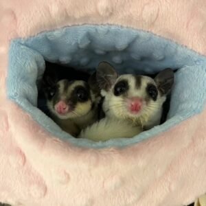 - Angel Sugar Gliders For Adoption Two sugar gliders peeking out from a soft blue and pink plush hideaway in a cozy bed.