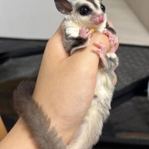 - Angel Sugar Gliders For Adoption Tiny sugar glider cradled in a hand, nibbling a snack and gazing at the camera with big eyes.