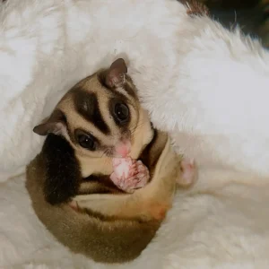 Small baby sugar glider nestled in a fluffy white blanket, looking at the camera.