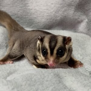 Close-up of a baby sugar glider with large dark eyes lying on a soft gray blanket.