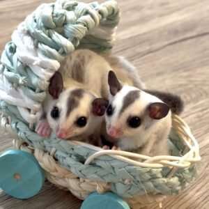 - Angel Sugar Gliders For Adoption Two tiny sugar gliders with large dark eyes peek from a pastel blue woven basket on a wooden floor. They look curious and cuddly, resting among the basket's braided strands.