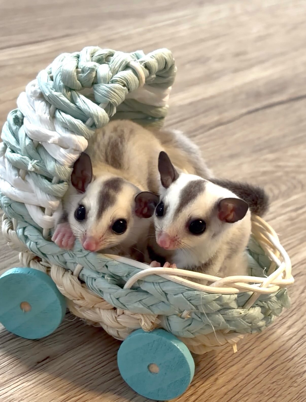 - Angel Sugar Gliders For Adoption Two tiny sugar gliders with large dark eyes peek from a pastel blue woven basket on a wooden floor. They look curious and cuddly, resting among the basket's braided strands.