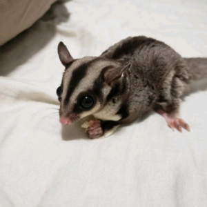 - Angel Sugar Gliders For Adoption Baby sugar glider joey with dark facial stripes on a white bedsheet, looking at the camera.