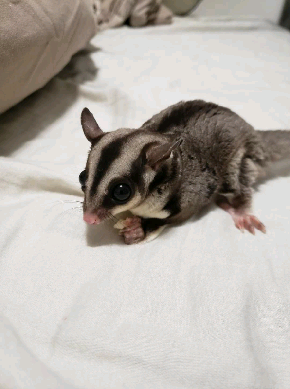 - Angel Sugar Gliders For Adoption Baby sugar glider joey with dark facial stripes on a white bedsheet, looking at the camera.