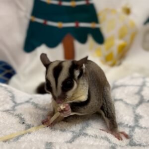 9876543 - Angel Sugar Gliders For Adoption Young sugar glider on a soft blanket nibbling a chew stick, with a blurred decorative background behind it.
