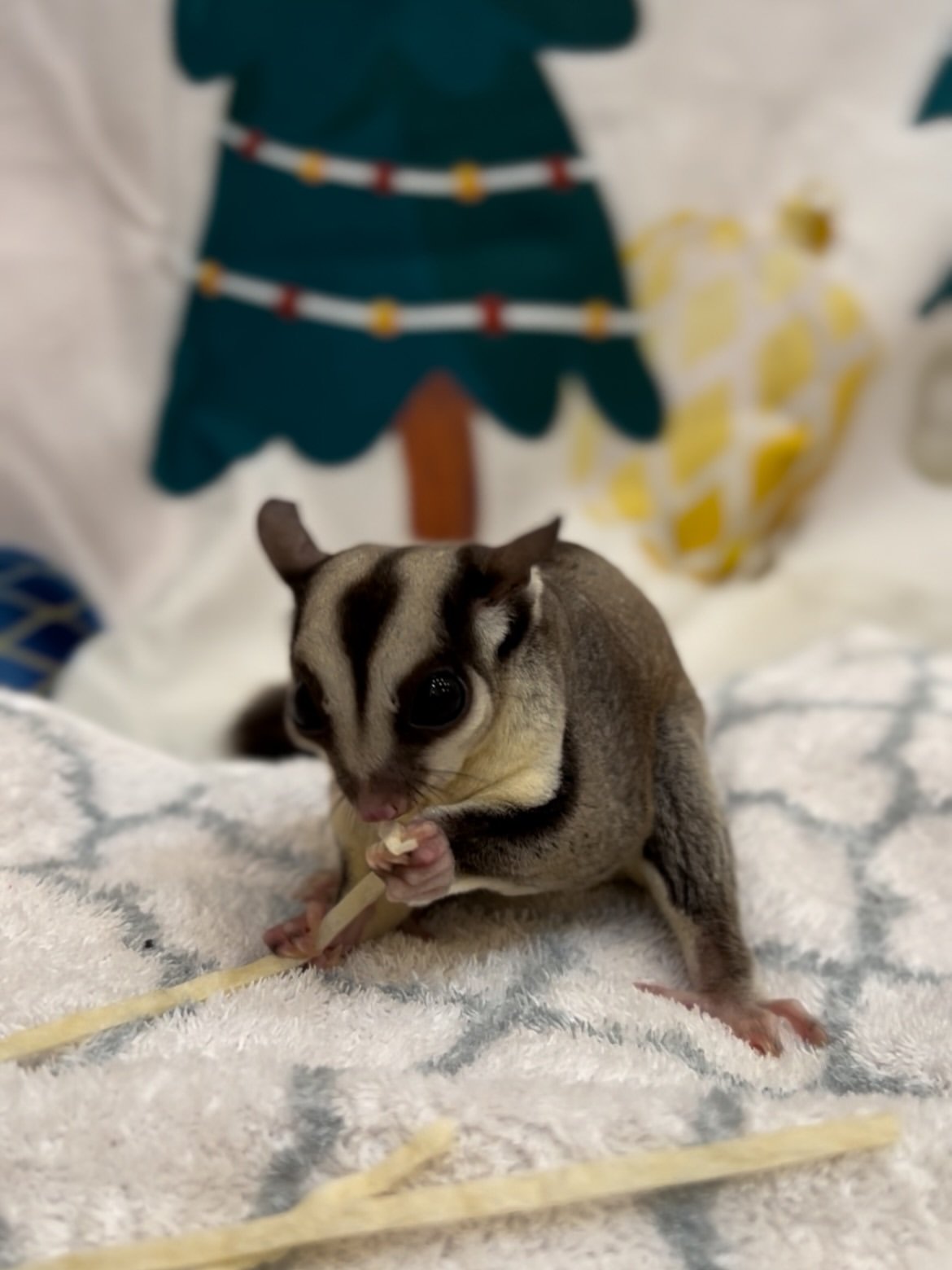 9876543 - Angel Sugar Gliders For Adoption Young sugar glider on a soft blanket nibbling a chew stick, with a blurred decorative background behind it.