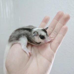 - Angel Sugar Gliders For Adoption Tiny gray-and-white sugar glider joey resting in an open palm of a person, looking at the finger.