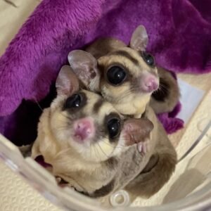 Three sugar gliders snuggled together in a soft purple blanket with big dark eyes showing curiosity.