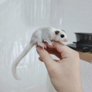 - Angel Sugar Gliders For Adoption Tiny sugar glider held on a person's finger, pale fur and long tail visible indoors.
