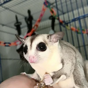 - Angel Sugar Gliders For Adoption Sugar glider with large black eyes perched on a hand inside a cage, holding a small twig.