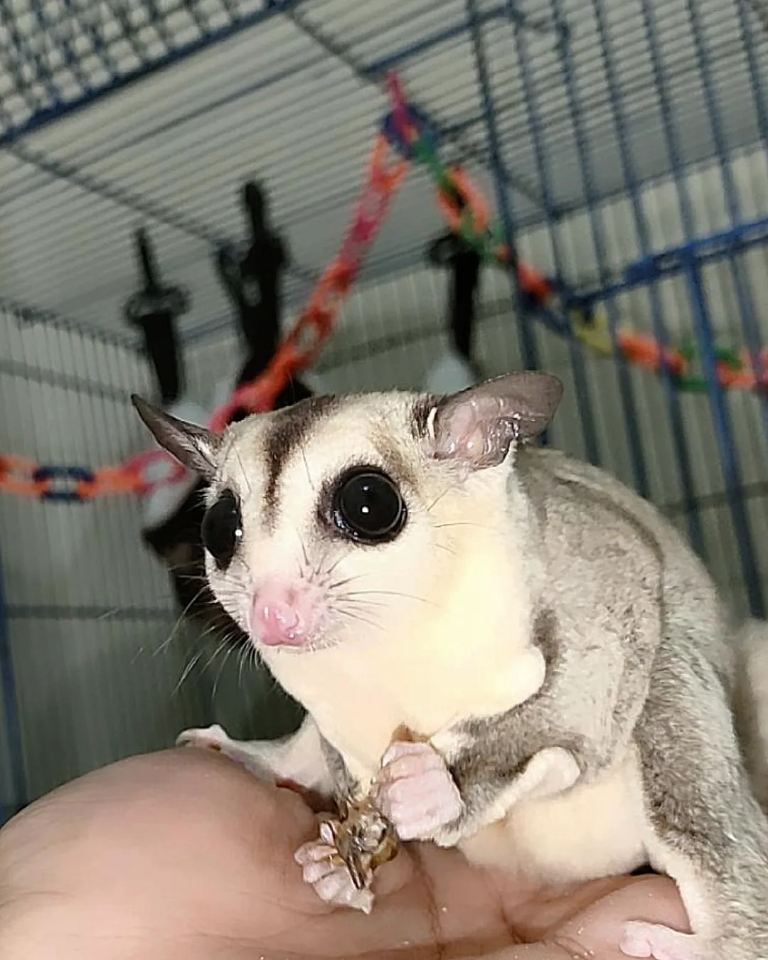- Angel Sugar Gliders For Adoption Sugar glider with large black eyes perched on a hand inside a cage, holding a small twig.