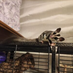 - Angel Sugar Gliders For Adoption Sugar glider perched on the top of a black metal pet cage, looking toward the camera.