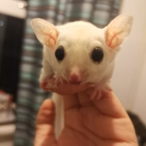 - Angel Sugar Gliders For Adoption White mouse held in a hand, close-up facing the camera with large black eyes and pink ears.