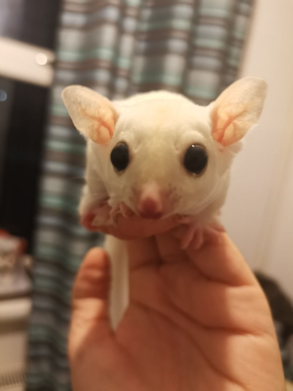 - Angel Sugar Gliders For Adoption White mouse held in a hand, close-up facing the camera with large black eyes and pink ears.